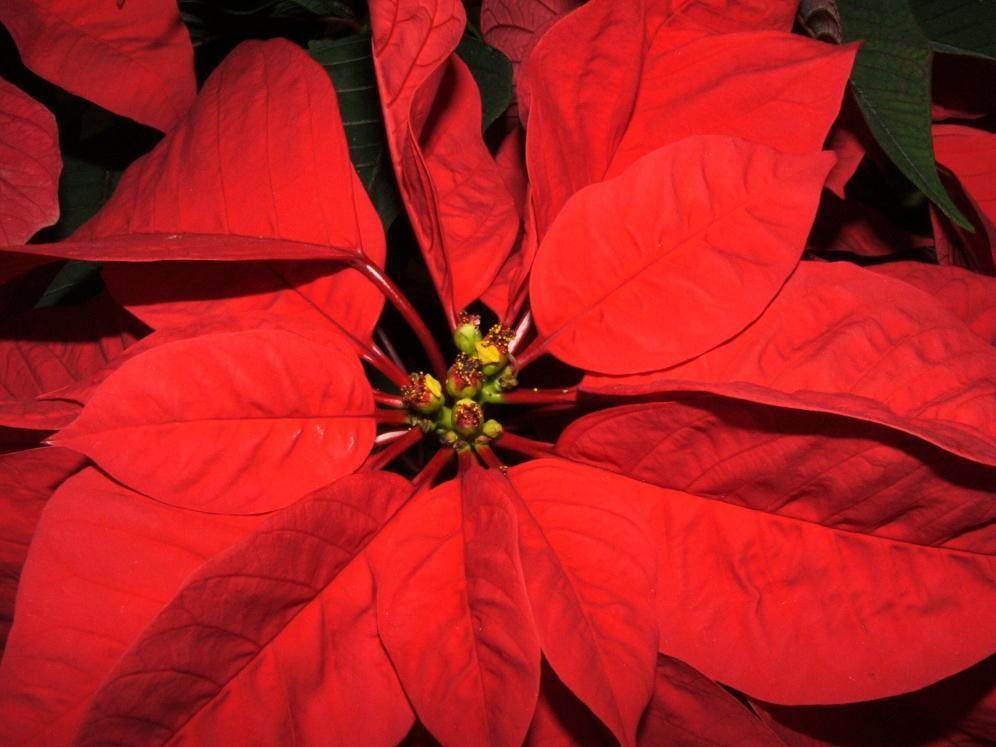 stella di Natale Euphorbia pulcherrima poinsettia